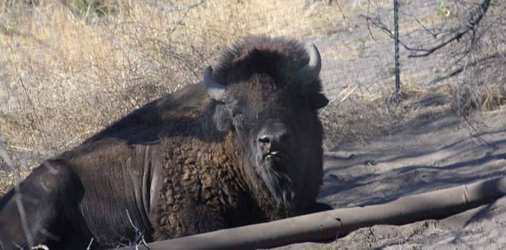 catalina bison